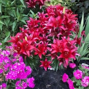 Meet your Posher, Francine